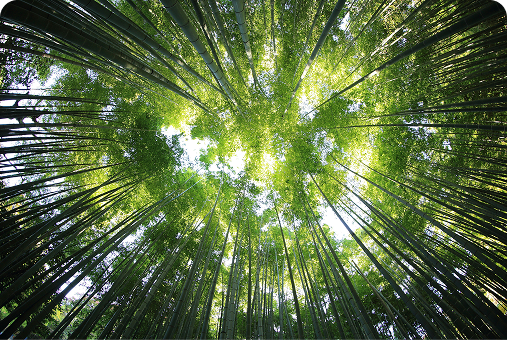 Conservation and Forestry