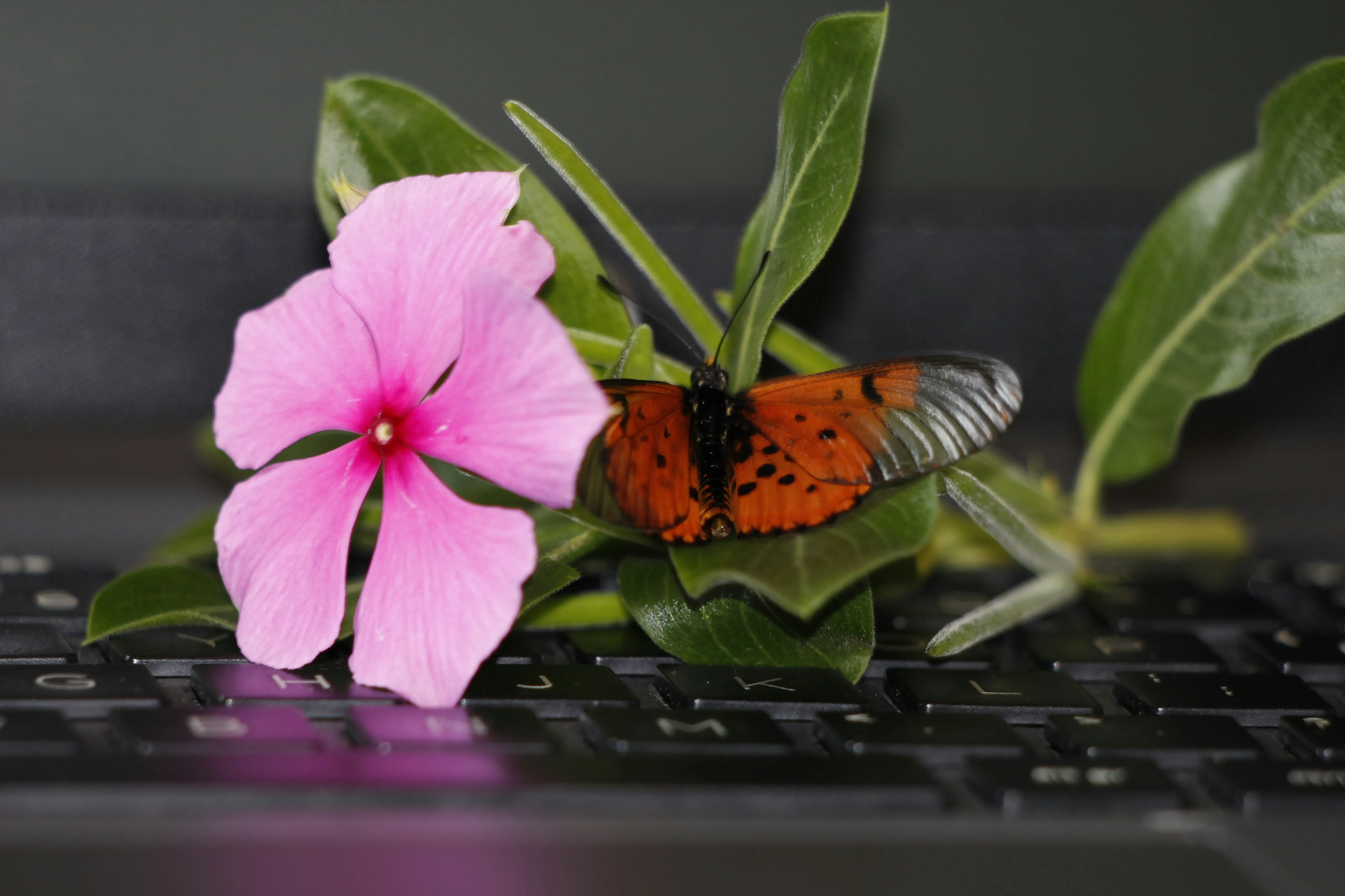 A pink flower and butterfly resting on a laptop keyboard