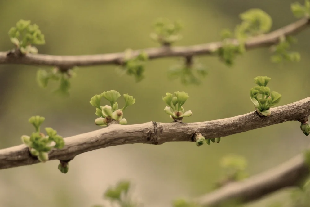 Close-up of fresh green buds unfurling on a tree branch in spring, symbolizing aligned, organic business growth.