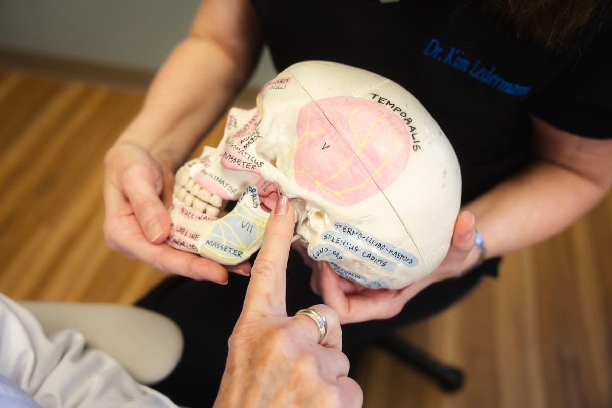 Hands holding a detailed anatomical skull model showing jaw structure and dental anatomy