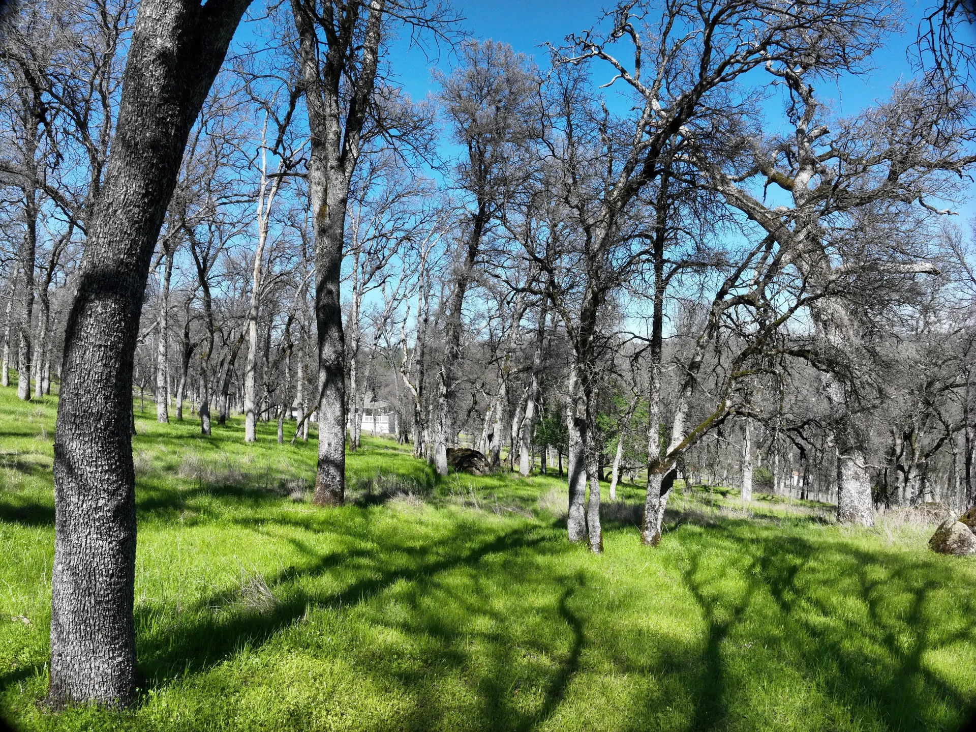 Serene 2-Acre Property