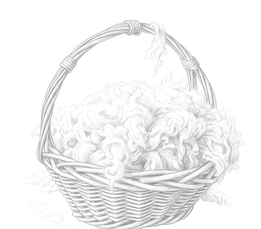 Detailed pencil illustration of a woven wicker basket filled with raw wool fleece