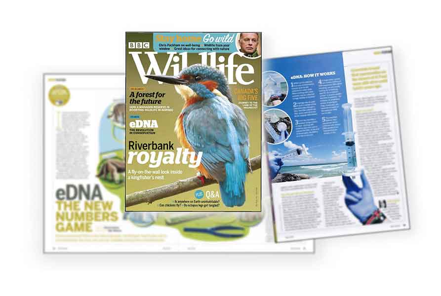 NatureMetrics featured in BBC WIldlife Magazine