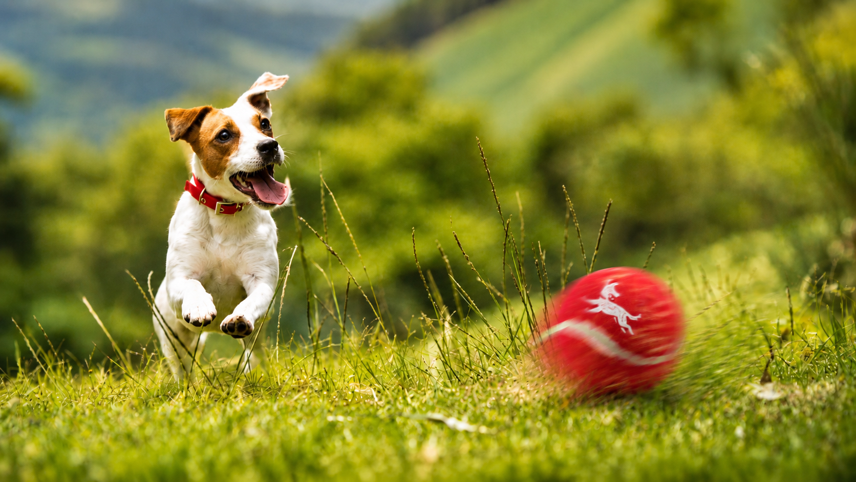Dogway