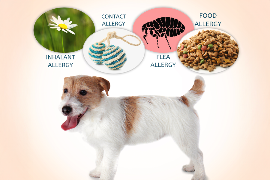a visual of some of the most common allergans