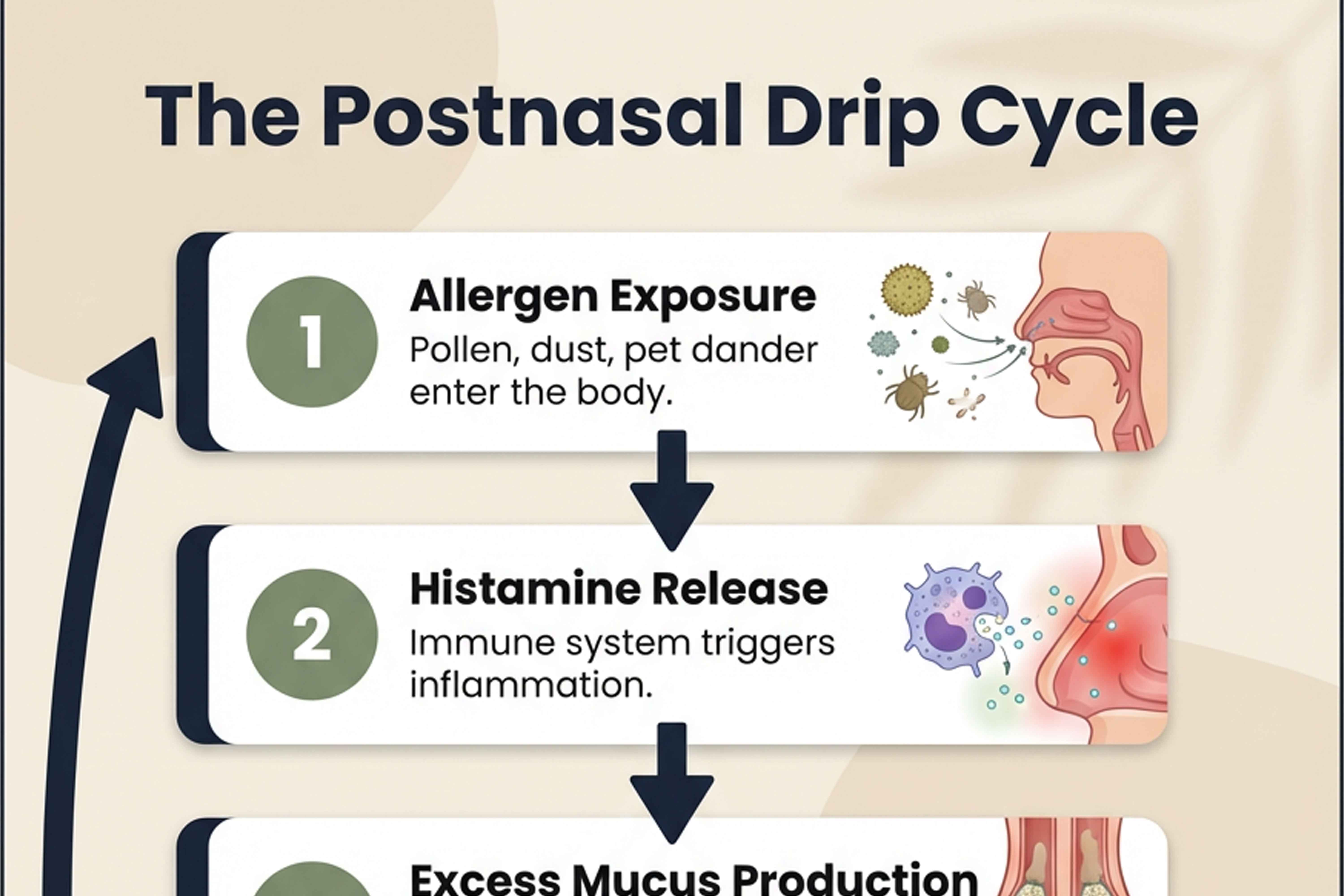 Infographic showing the postnasal drip cycle
