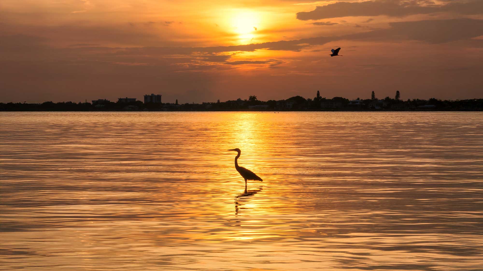 Silhouette of a heron standing in calm water during a golden sunset with another bird flying nearby.