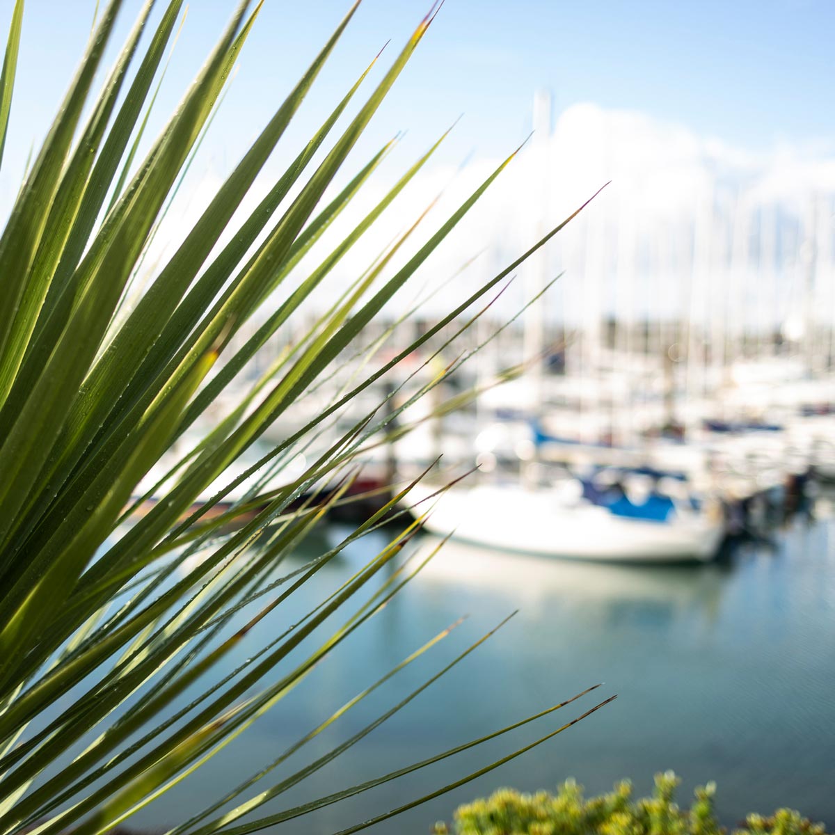 Sharp green plant leaves close up with a blurred marina and boats in the background.