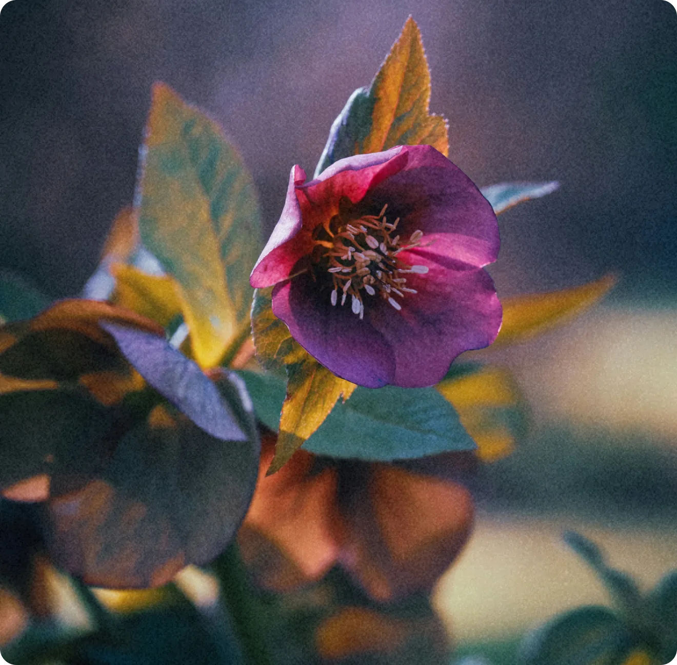 Fleur pourpre en gros plan avec feuilles vertes et jaunes floues en arrière-plan.