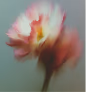 Blurred close-up of a flower with white and pink petals on a green background.
