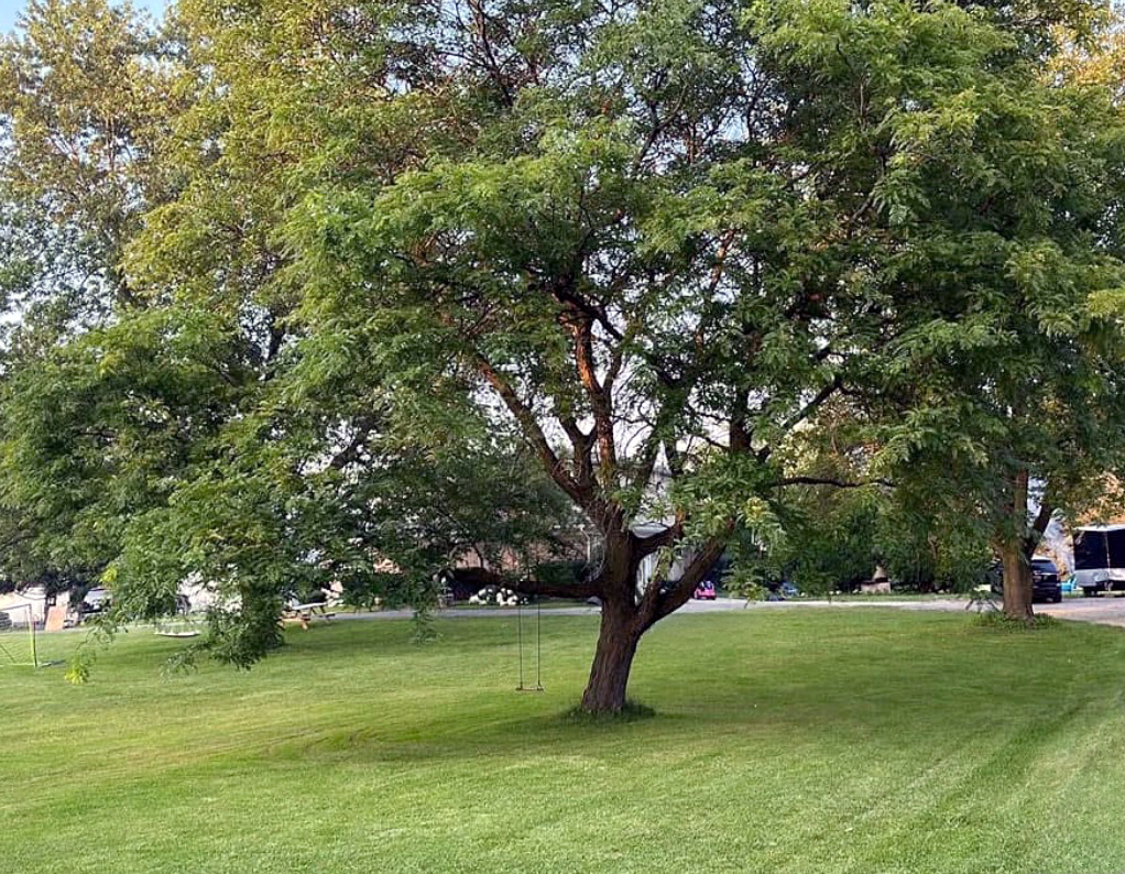 Heritage Landscape Professional lawn maintenance and mowing services showcasing precision grass cutting and yard care.