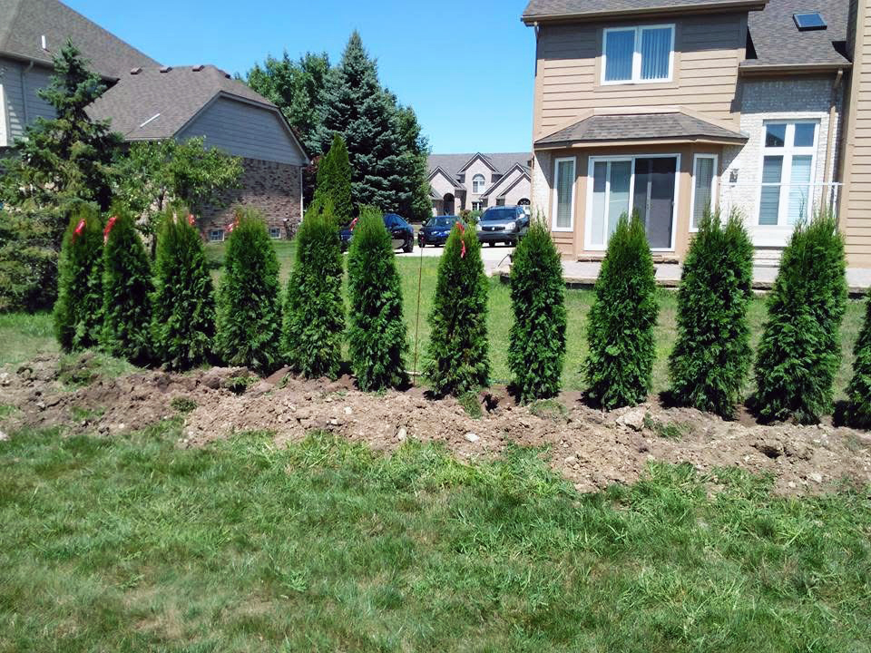 heritage landscape Professional tree and privacy hedge installation service, featuring a line of mature arborvitae.