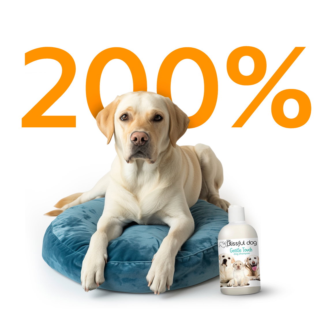 The Blissful Dog case study image