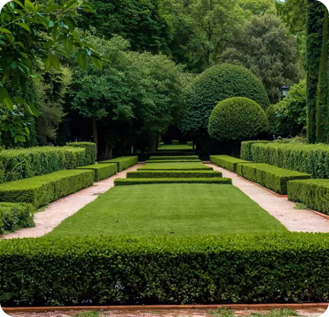 Symmetrical garden path lined with neatly trimmed hedges and topiary shrubs under tall trees.