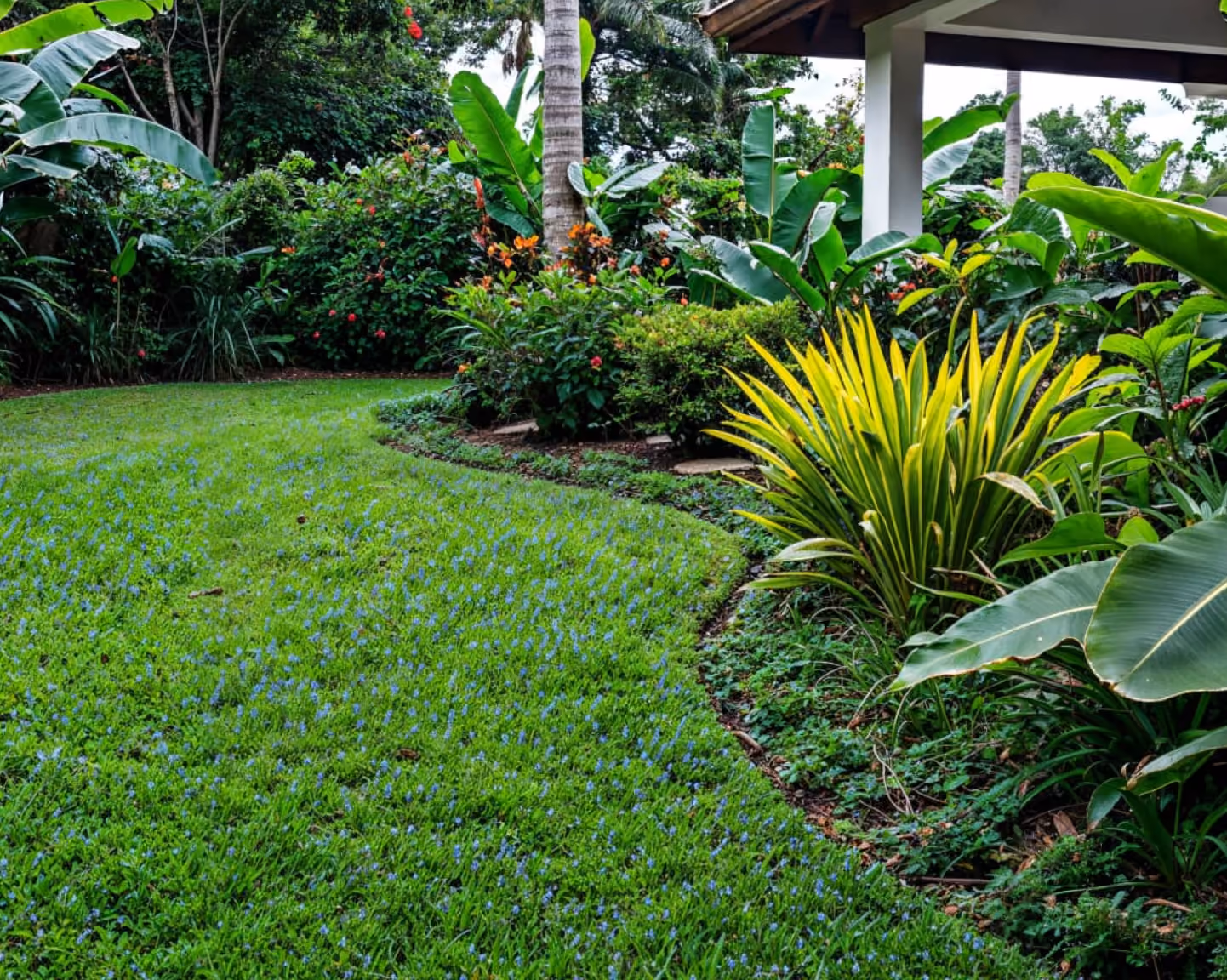 Curved garden lawn with small blue flowers bordered by tropical plants and a columned patio.