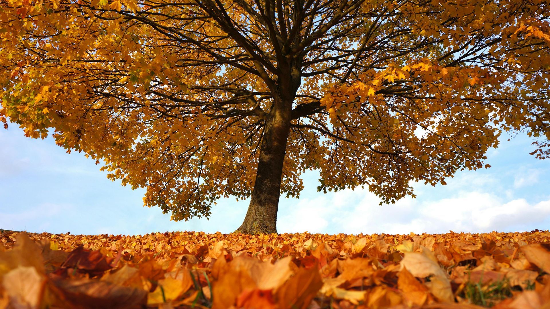 Understanding Podiatry and Chiropody