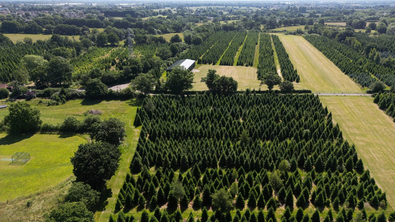 An aerial photograph of Woods Farm, Shirley: dense rows of planted conifers filling most of the frame, a single large farm shed with a pale roof, mown grass strips between the rows, mature oaks along the field boundaries and the roofs of Shirley beyond the treeline.