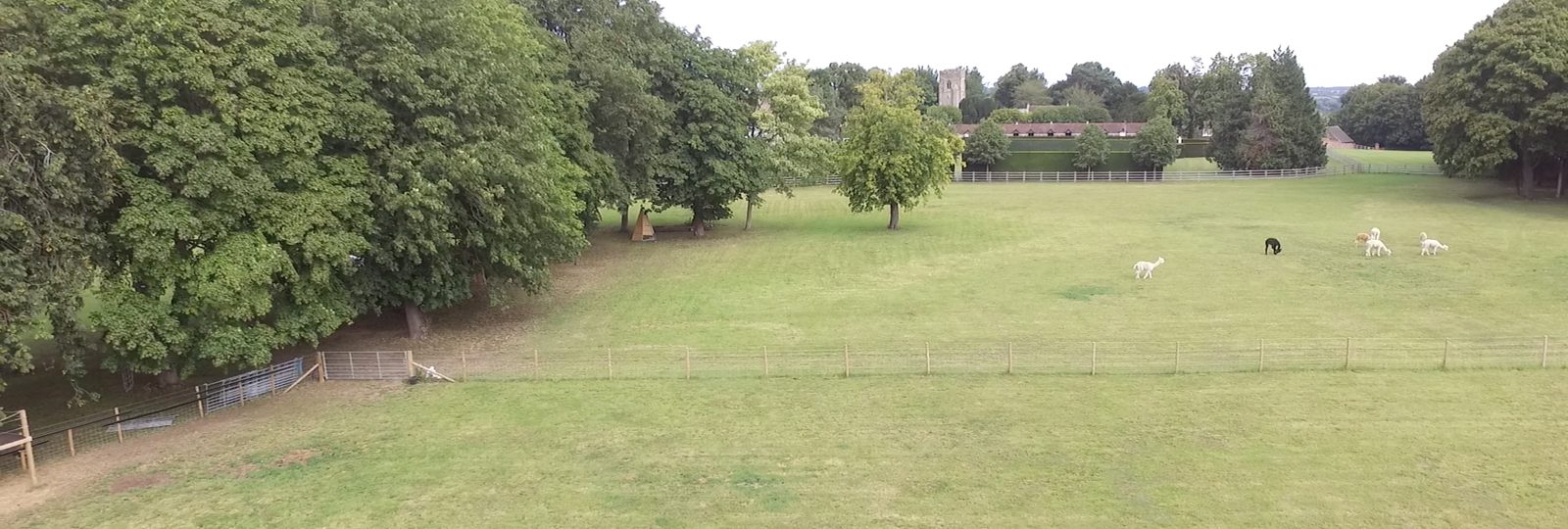 Aerial photograph of the site at Highlands Farm, Offchurch: the open grass paddock with alpacas grazing behind post-and-rail fencing, a belt of mature trees down the left-hand boundary, and the village and its church tower visible on the horizon just beyond the field