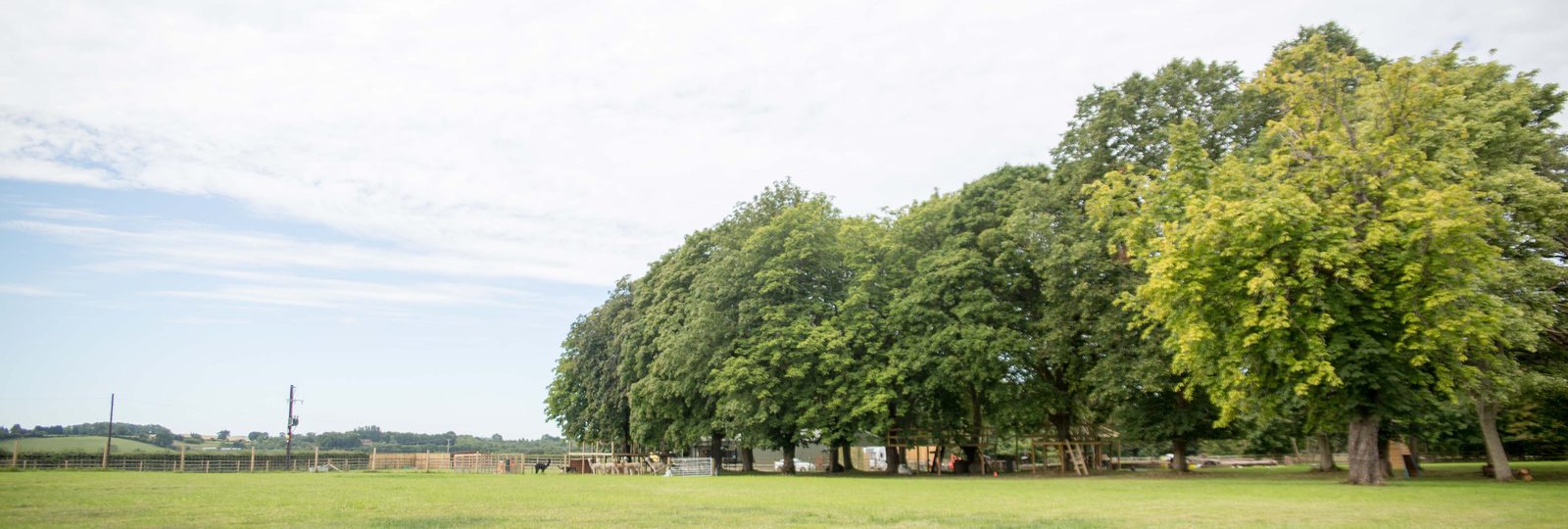 Photograph across the grassland at Highlands Farm looking towards the linear belt of mature trees that runs across the middle of the site, with open pasture in front and the boundary fencing and paddock structures beneath the canopy