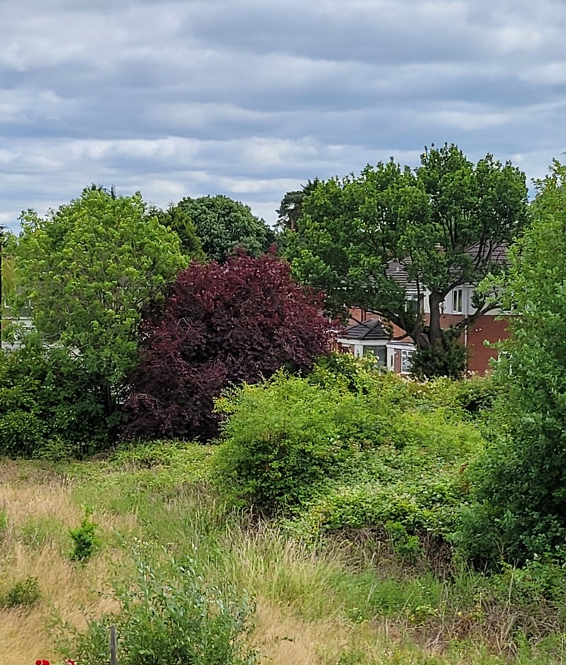 Photograph of the former bowling green from an upper window, July 2022: dry grass and bramble