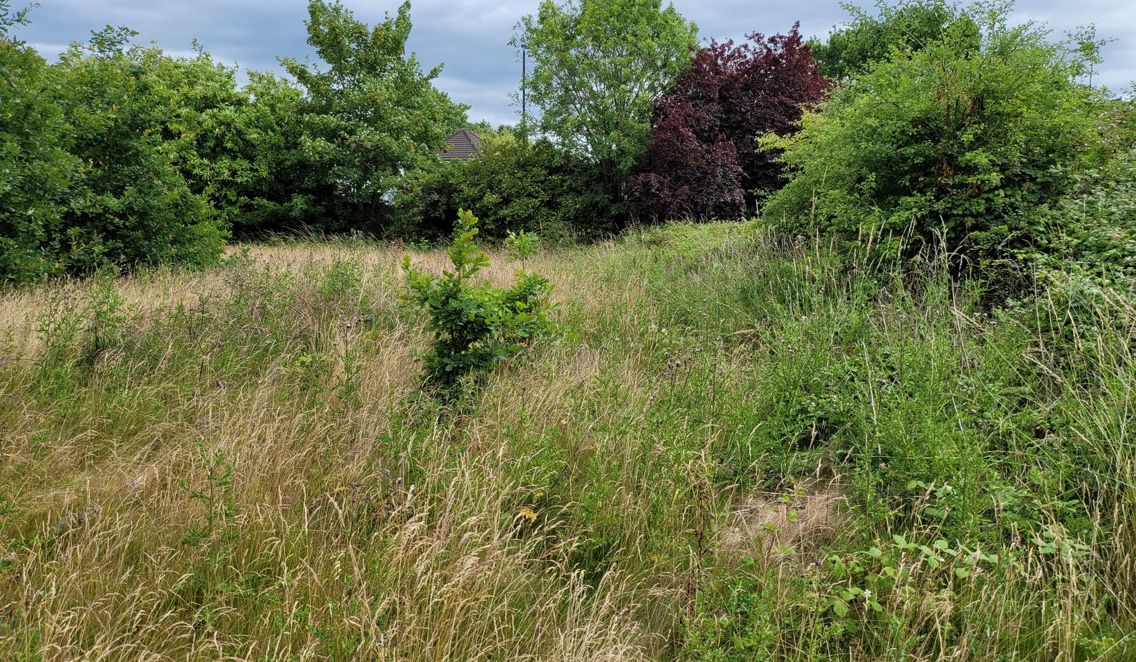 Photograph of the old green in July 2022: knee-high dry grass, bramble and a copper beech