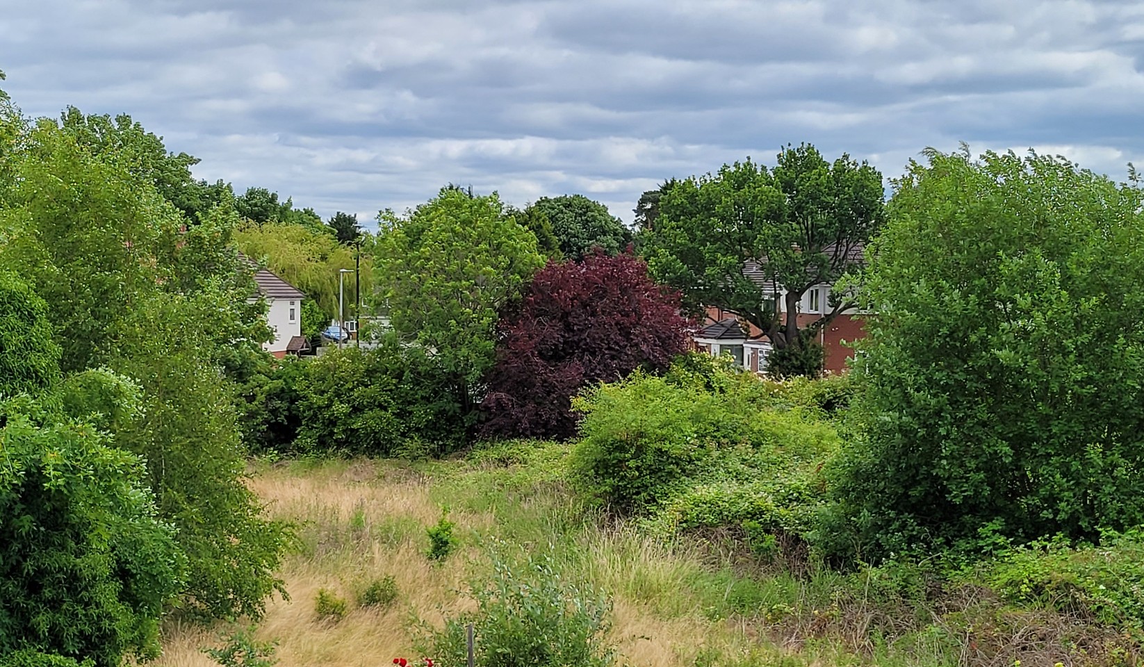 Photograph of the former bowling green from an upper window, July 2022: dry grass and bramble