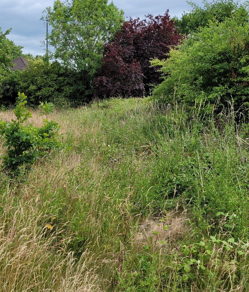 Photograph of the old green in July 2022: knee-high dry grass, bramble and a copper beech