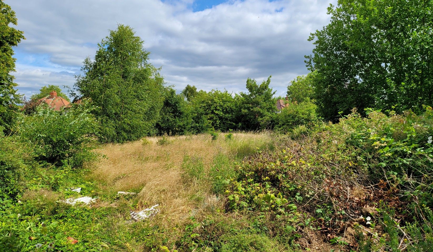 Photograph from the site edge, July 2022: bramble, nettles and dumped rubble by a self-set birch