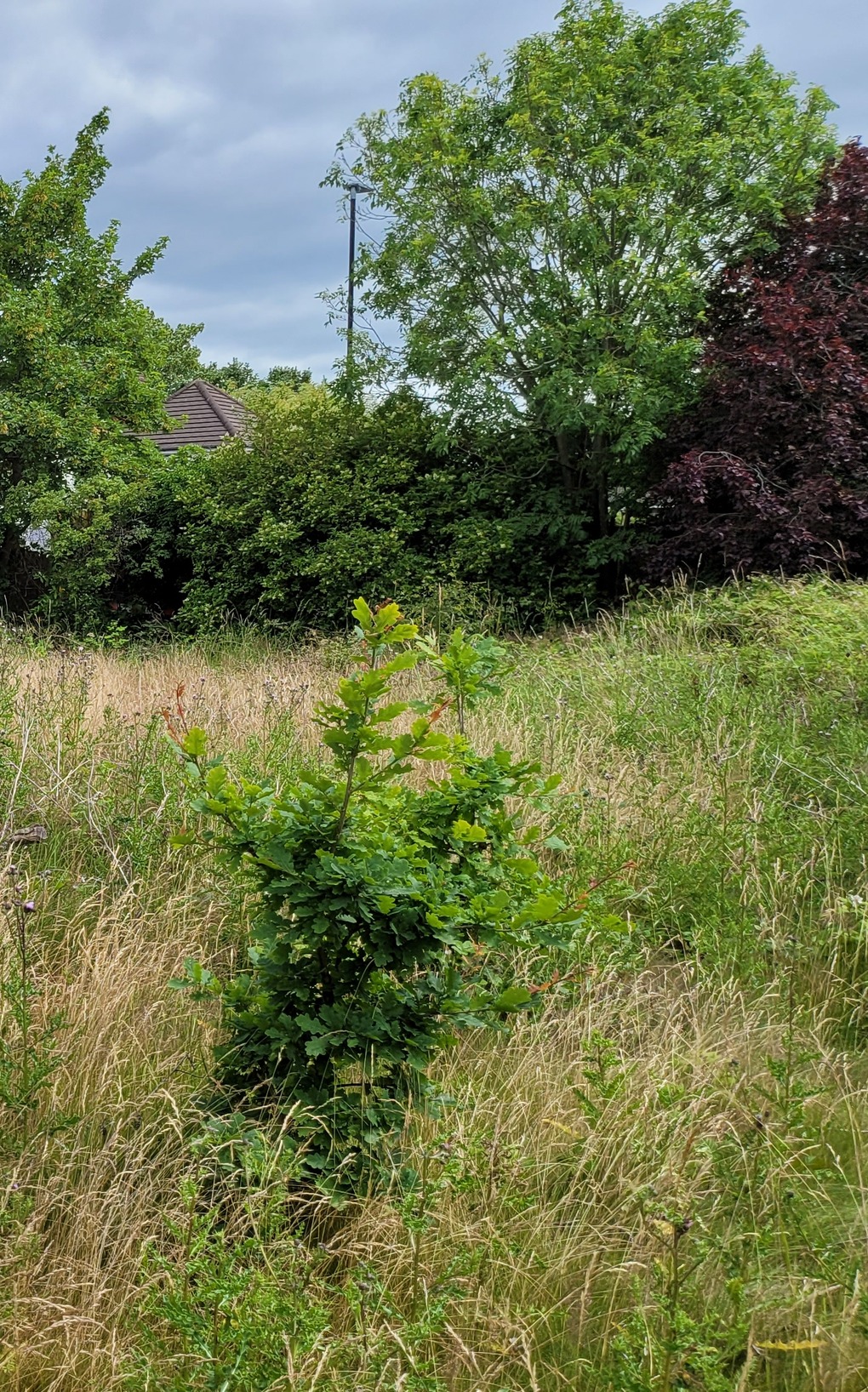 Photograph of a self-set sapling in long dry grass on the old playing surface, July 2022