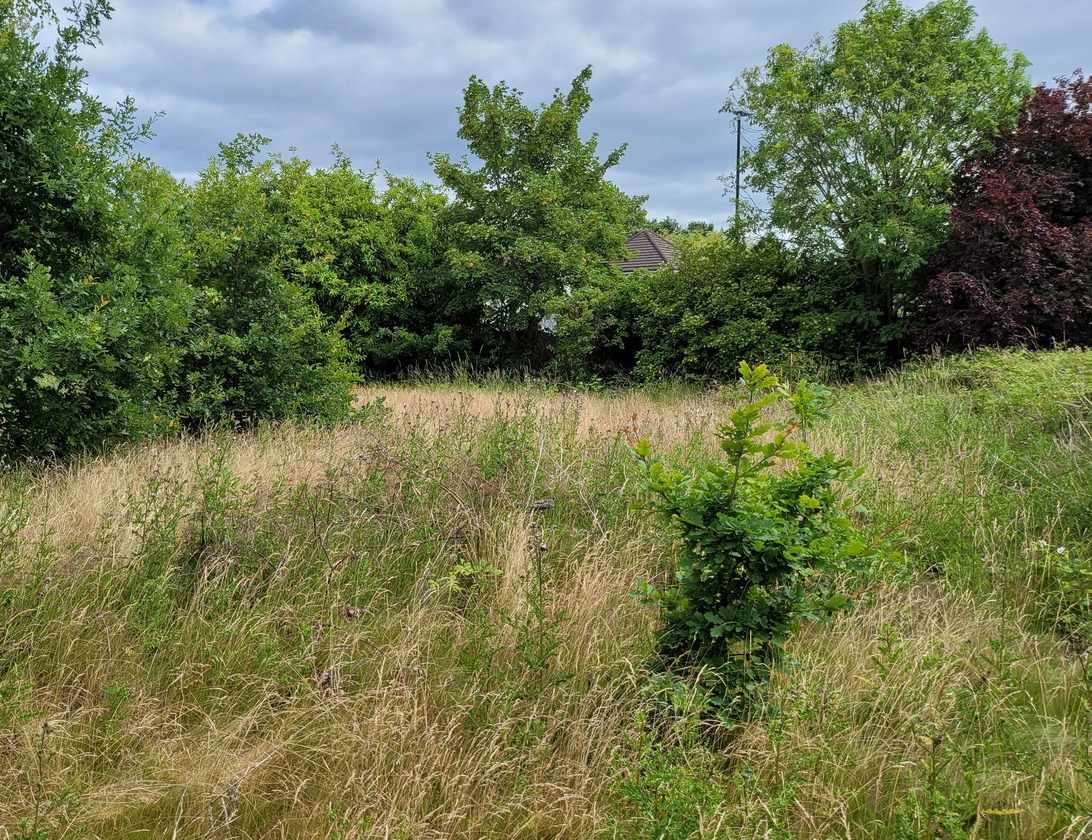 Photograph of a self-set sapling in long dry grass on the old playing surface, July 2022