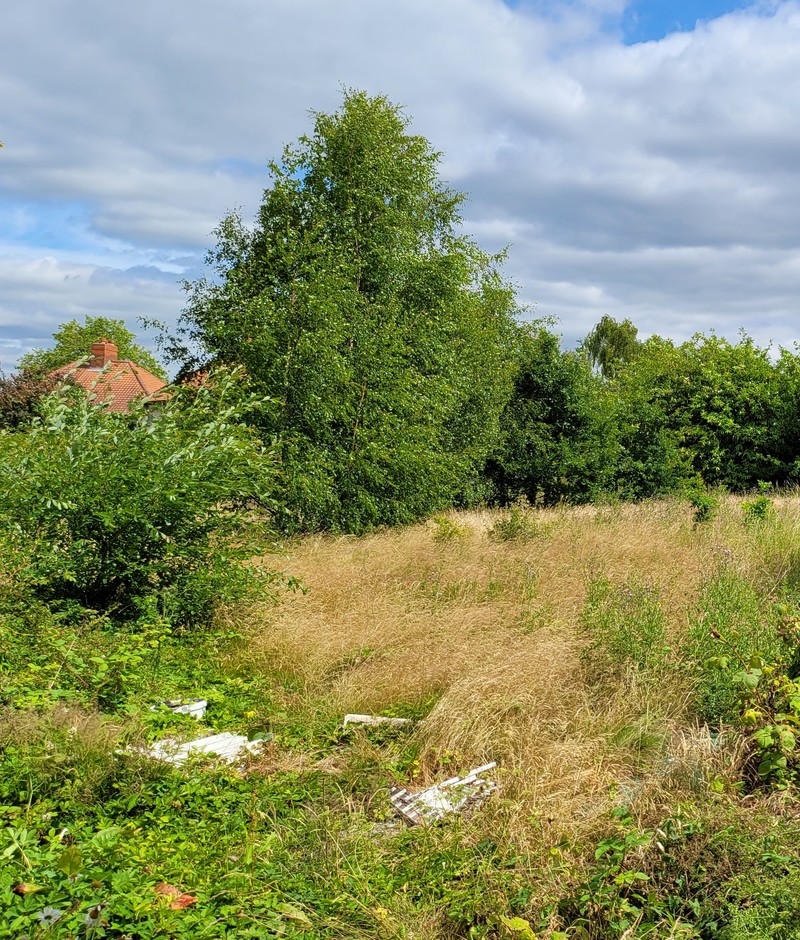 Photograph from the site edge, July 2022: bramble, nettles and dumped rubble by a self-set birch
