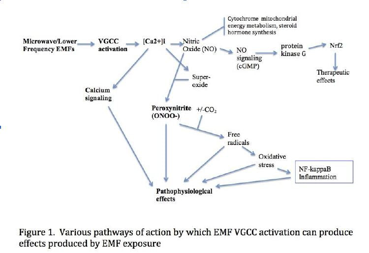 Chart of the voltage-gated calcium channel pathways: the Nrf2 pathway and the peroxynitrite pathway