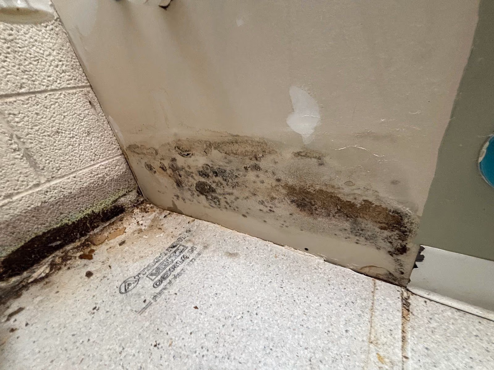 Mold growth in a wall corner
