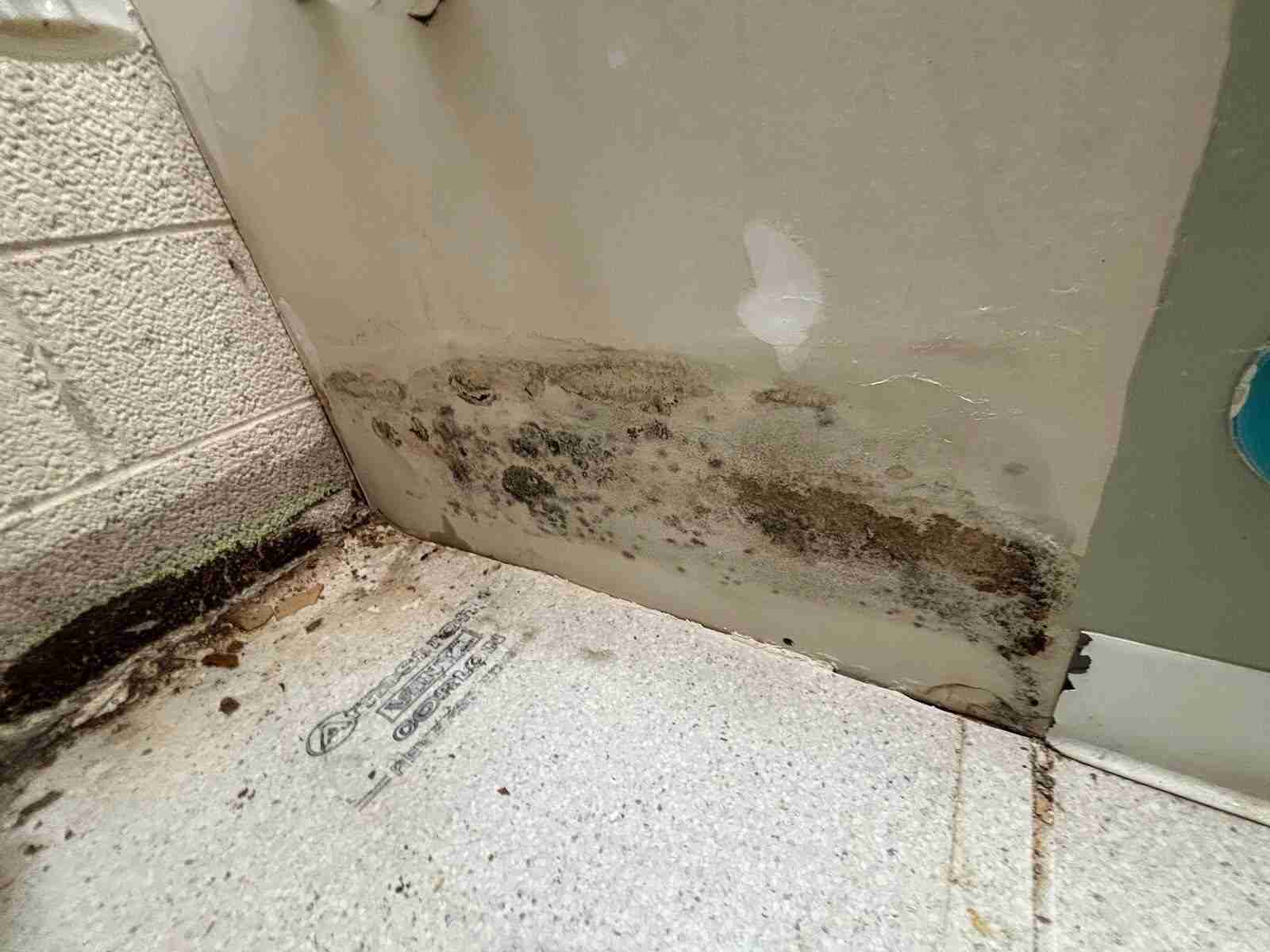 Mold growth on a wall and floor corner before remediation