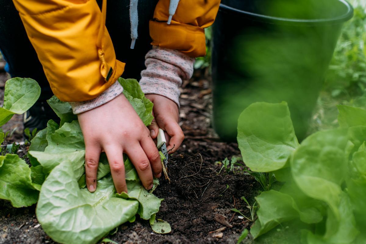 Kinderhände setzen einen Salatsetzling in die Erde.
