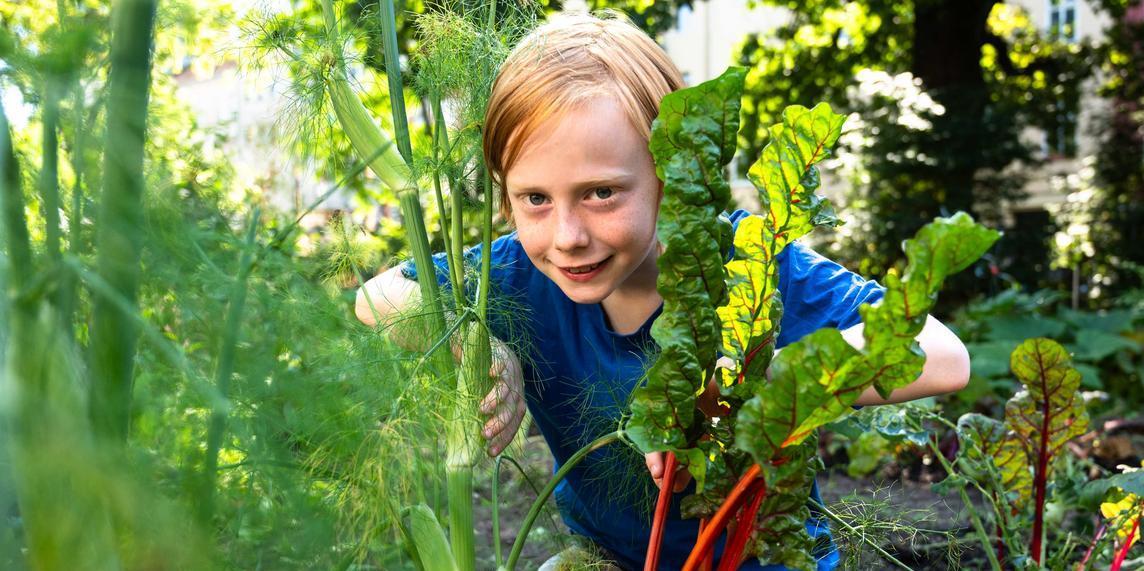 Ein Junge schaut zwischen Fenchel und Mangold hervor.