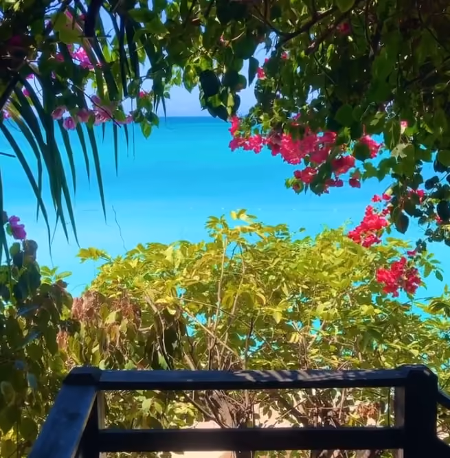 Pink bougainvillea framing a view of the turquoise Caribbean Sea
