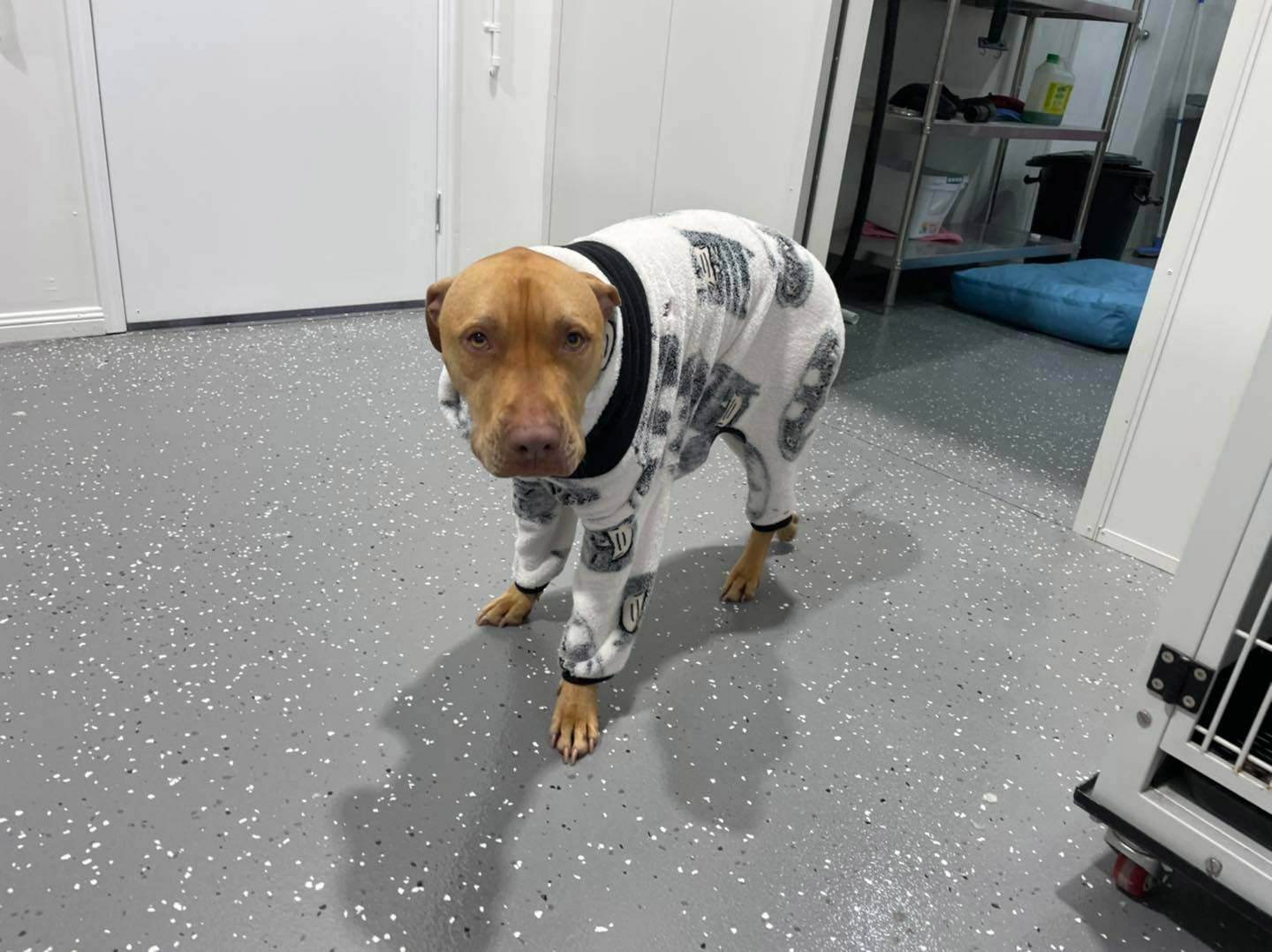 paw safe floors