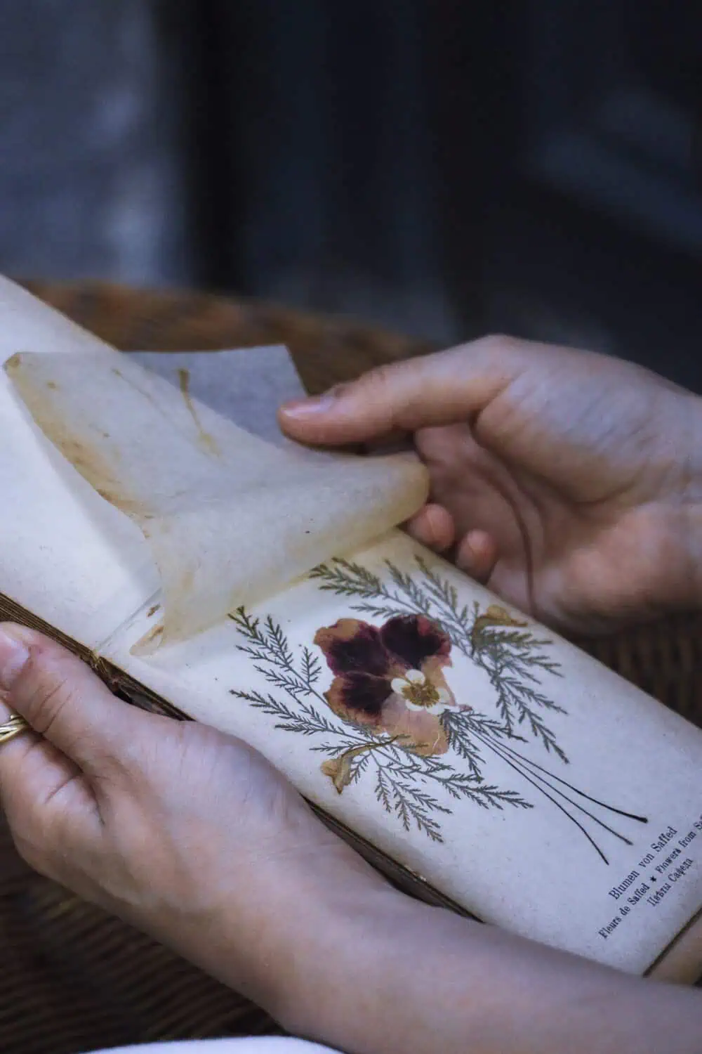 Two hands turning the page of an antique book to reveal a pressed pansy and fern arrangement.