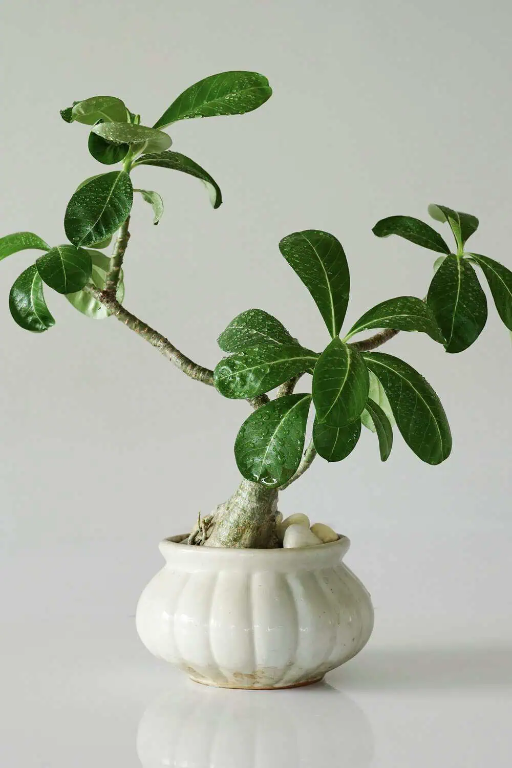 A succulent with a thick woody base and glossy green leaves in a white ribbed ceramic pot.