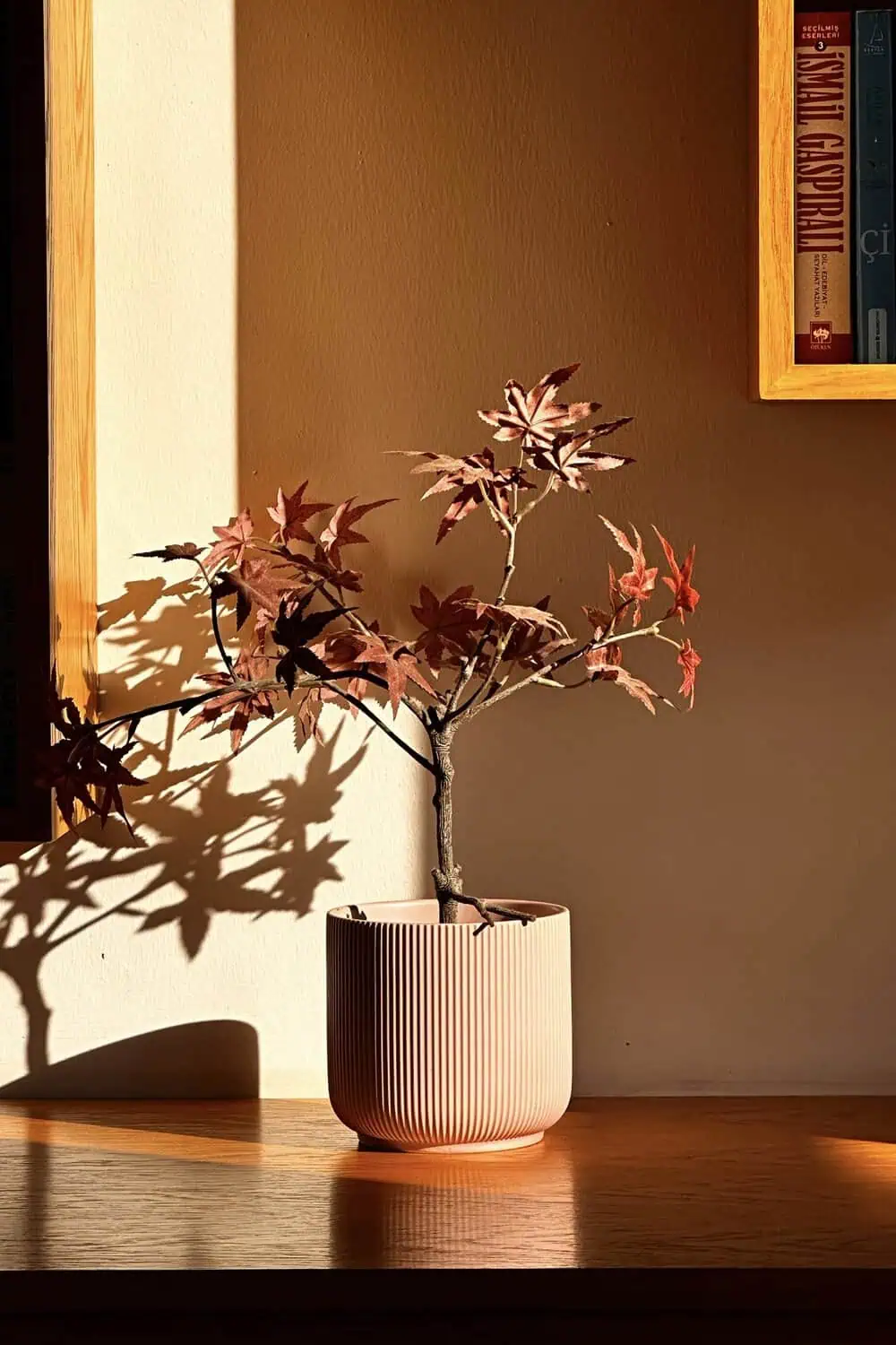 A potted Japanese maple with deep ruby-red foliage.