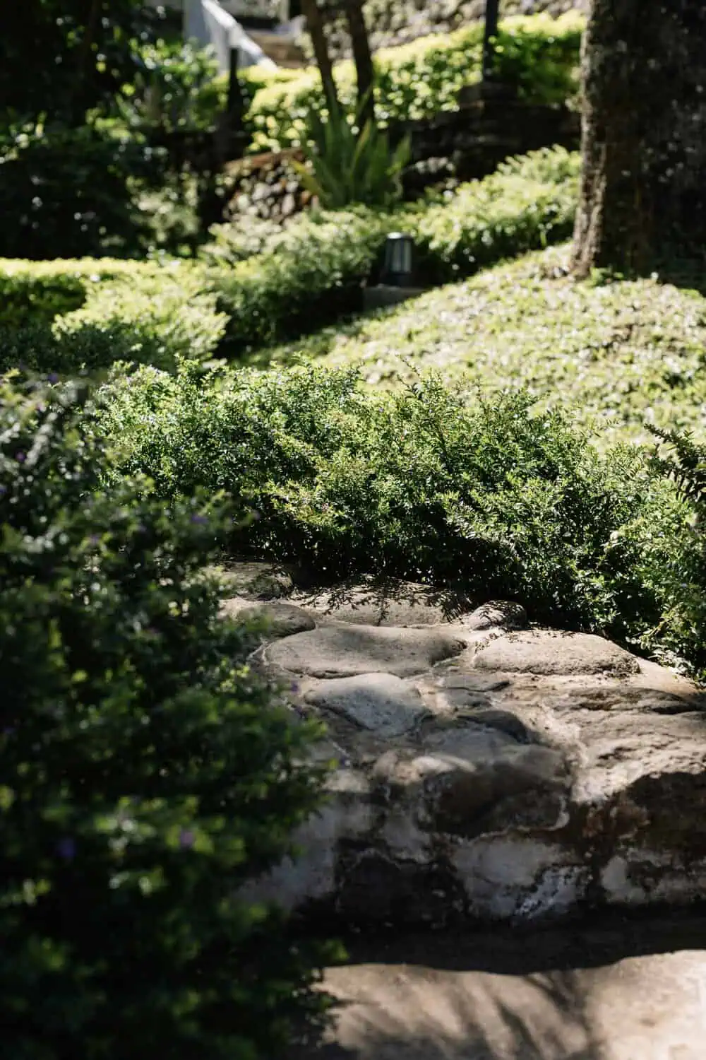 A pathway through a botanical garden lined with greenery.