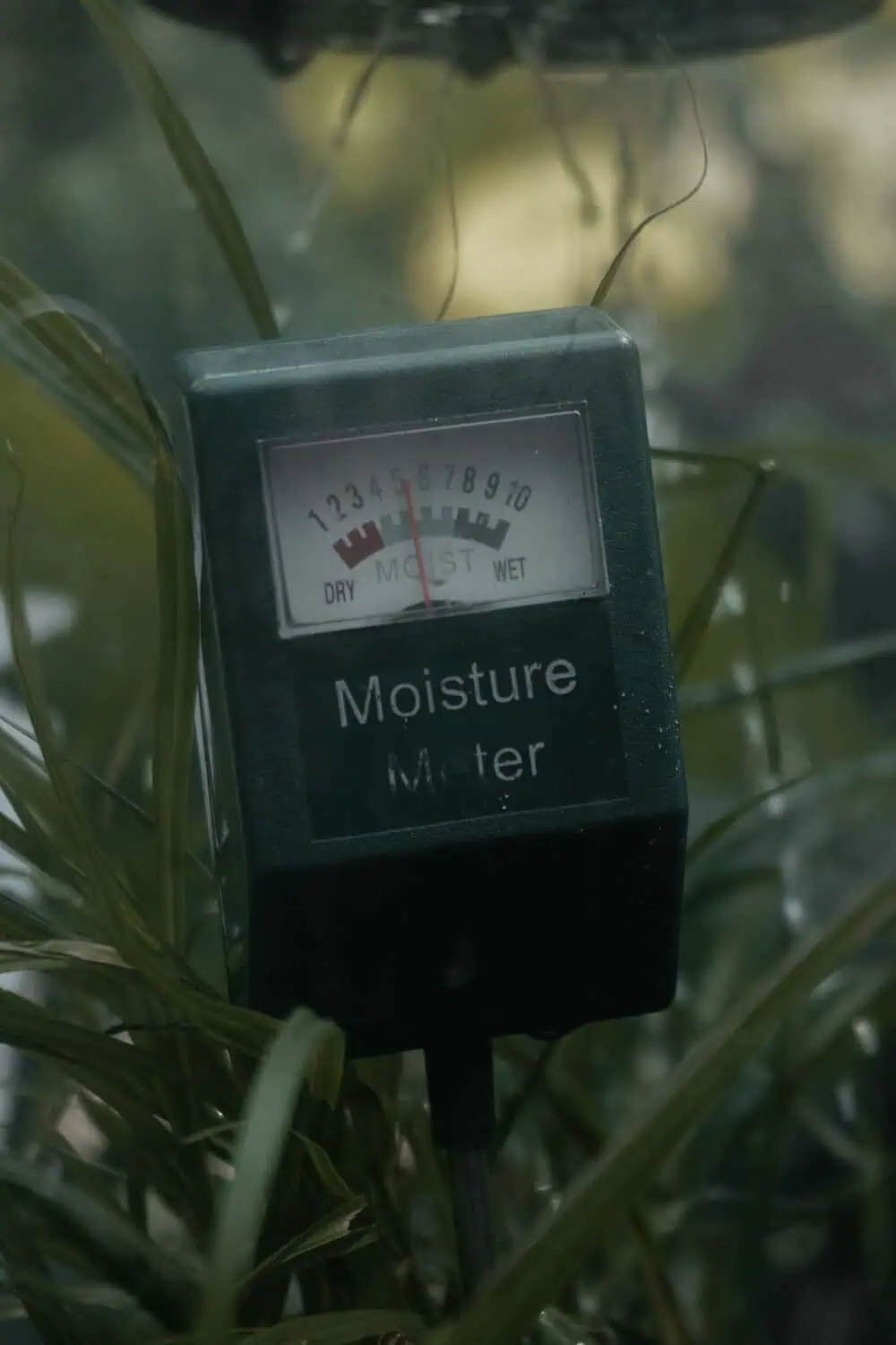 A moisture meter with a dial gauge inserted into a leafy potted plant.