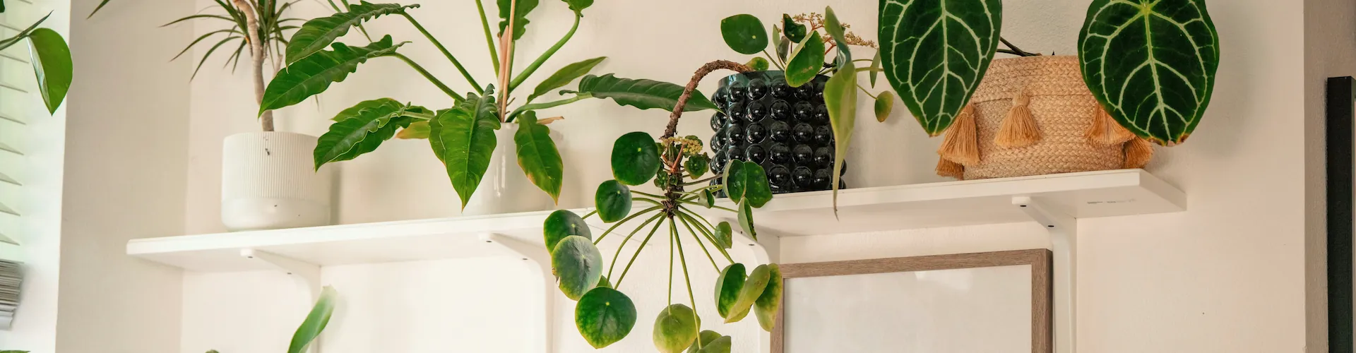 A styled shelf of houseplants including a pothos and calathea in various pots.