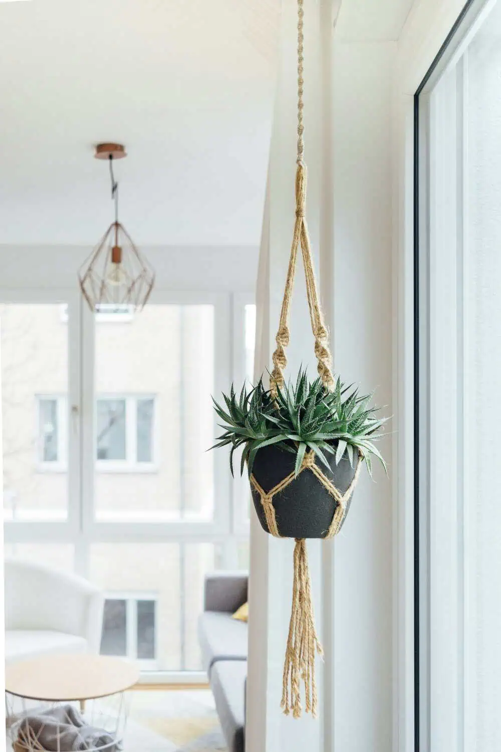 A small succulent in a black pot hanging by a macrame cord in front of a window.