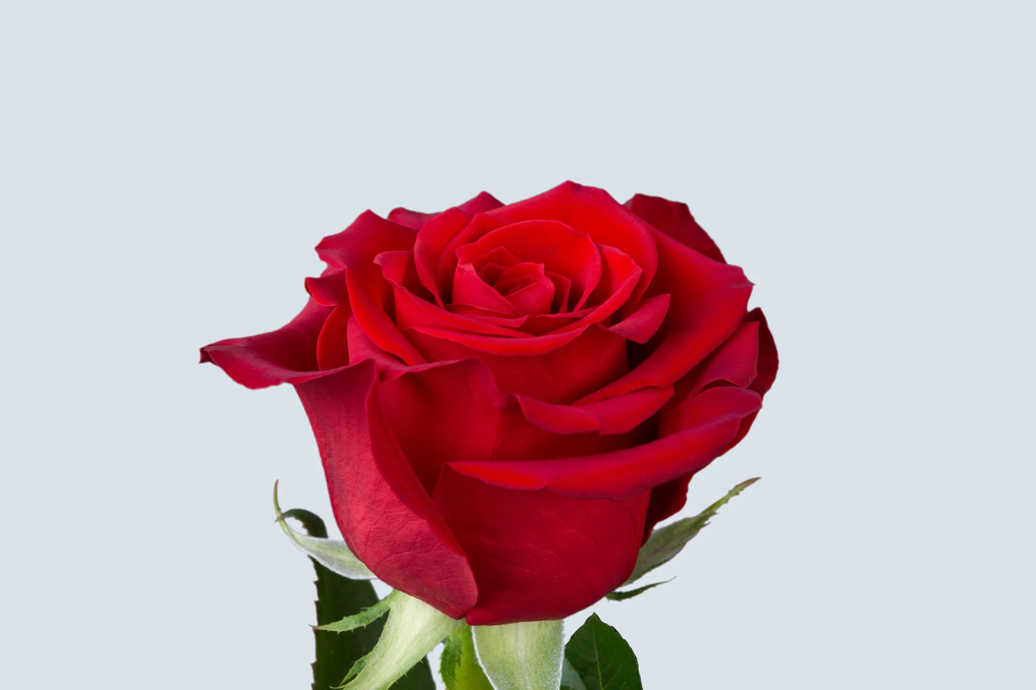 Freedom red rose from OC Wholesale Flowers