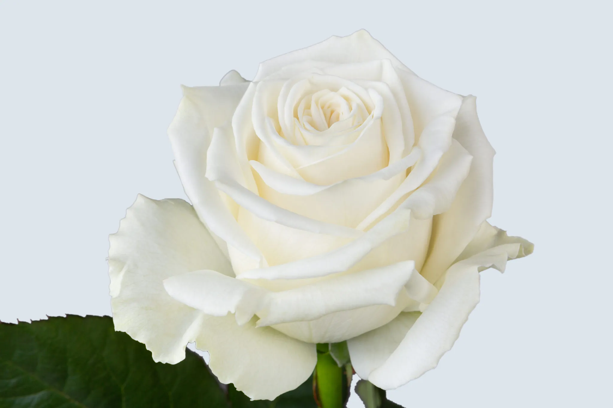 Playa Blanca white rose from OC Wholesale Flowers