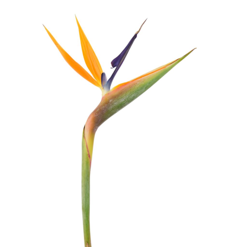 Bird of Paradise from OC Wholesale Flowers