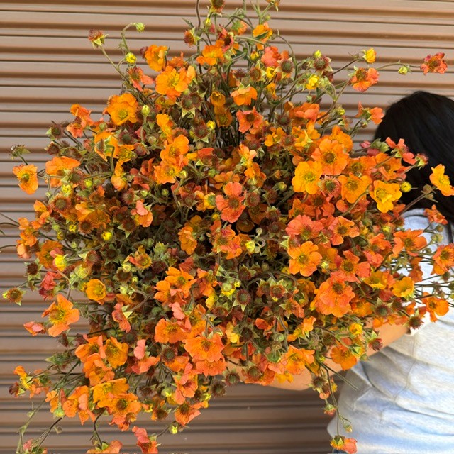 Fresh geum from OC Wholesale Flowers inventory
