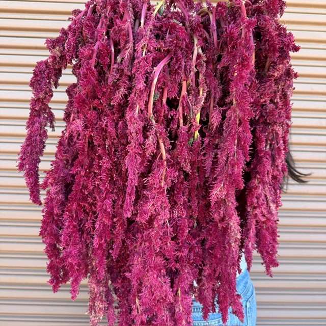 Fresh amaranth from OC Wholesale Flowers inventory